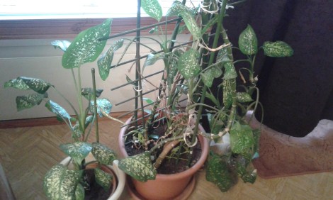 Snart har jag flera fina mindre grönväxter i stället för en enda stor.