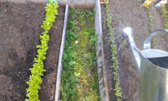 ... utgörs av enkla bestyr i vardagen. Som att till exempel vattna sallad, blommor, persilja, dill, ärter, pumpor, blommor etc. på släktens sommarställe.