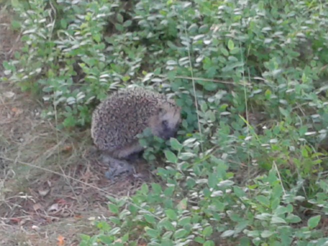 Han hann nästan undan men jag var lite snabbare.