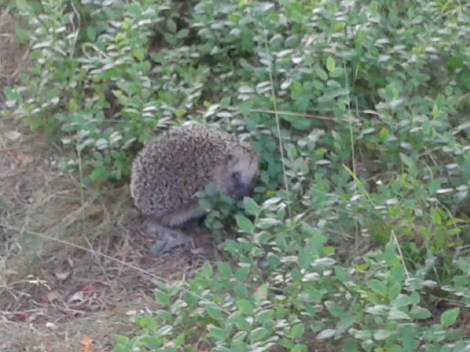 Han hann nästan undan men jag var lite snabbare.
