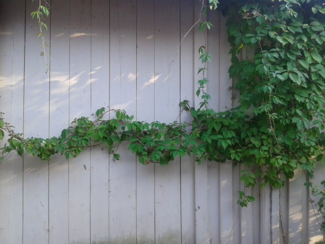 Man kunde ju tro att den här väggen fanns någonstans längre söderut än i Lovisa på Finlands sydkust.