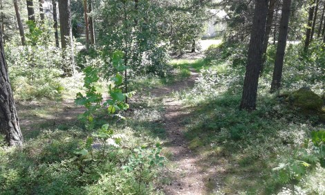 Då jag tar mig ner mot sommarstället eller mot stranden och kiosken kan jag välja olika vägar genom skogen. Det här är en av dem.