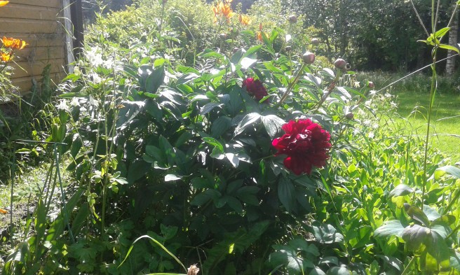 Trädgården i sommarskrud.