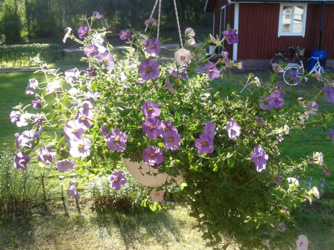 Vacker ampel i motljus på släktens sommarställe.