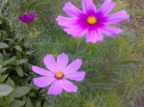 Alla grödor har varit sena i år på grund av kalla juni. Nu börjar de blommor som såddes från frön visa sig i bänken på sommarstället.