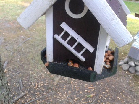 Ekorrarna, hackspetten och en del små fåglar gillar att vi lägger ut nötter på fågelbrädet. Har tänkt fortsätta göra det hela hösten, vintern och våren fastän jag flyttar in till stan.