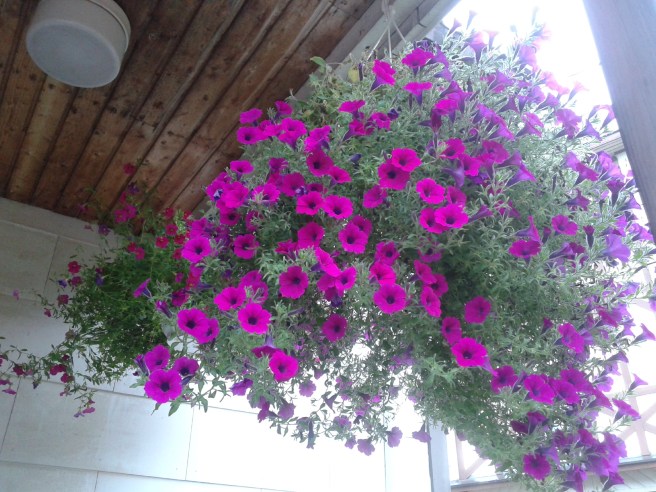 ... för så här stor blev inte min ampelväxt i sommar.