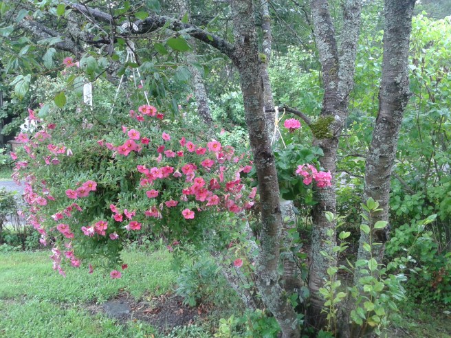 Mor min har nog gröna fingrar...