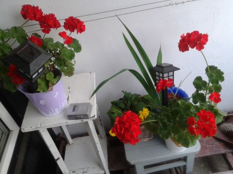 Mina pelargoner stortrivs fortfarande.