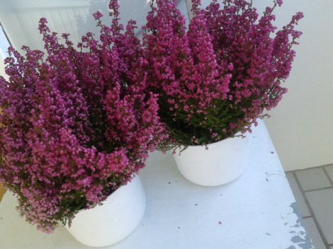 Tycker det alltid är lika vackert med ljung till hösten på balkongen.