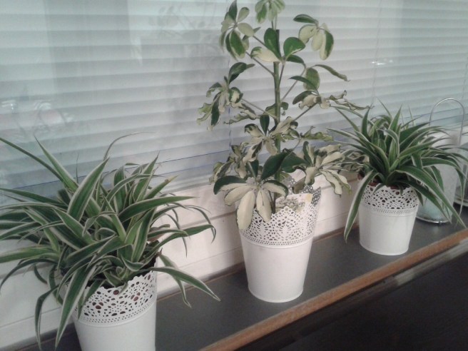 Jag älskar krukväxter och skaffade i går tre nya :-)