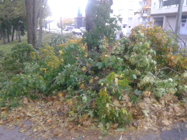 En del av alla grenar som sågats ner i Kapellparken.