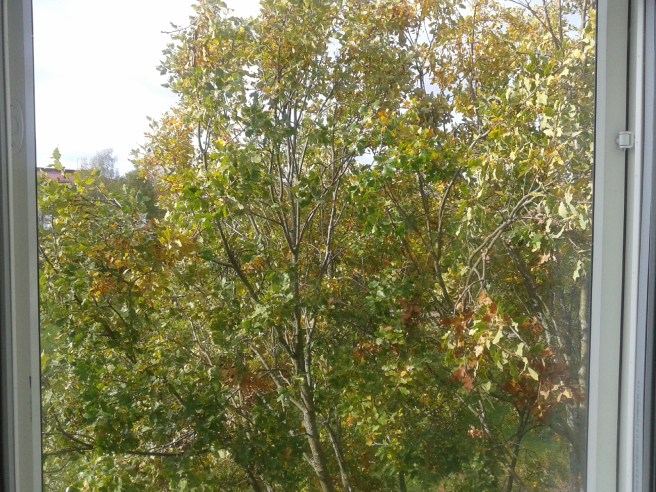 Utsikten från mitt arbetsrum en höstförmiddag.