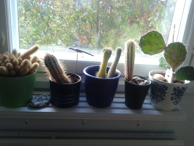 Och på eftermiddagen såg det ut så här då ljuset föll in på min lilla kaktussamling.