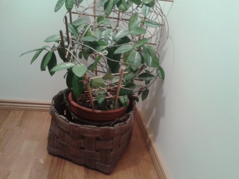 Hade många krukor i olika färger och format med mig då jag flyttade. En del korgar också.