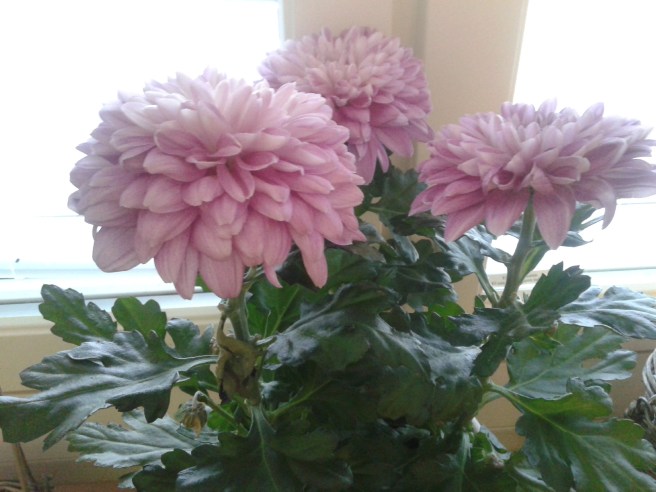 En fin fredag önskar jag er med de här blommorna!