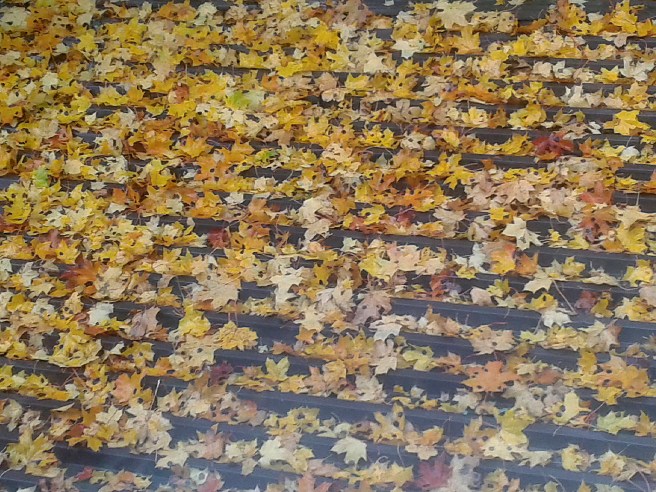 Är de inte vackra, så säg!