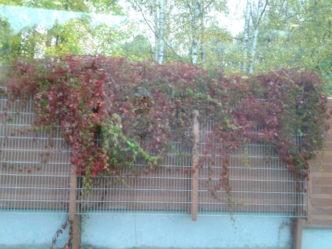 Fin idé att beklä ett bullerskydd med klängväxter.