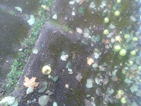 En vacker mossbelupen trottoar med äpplen som prydnader.