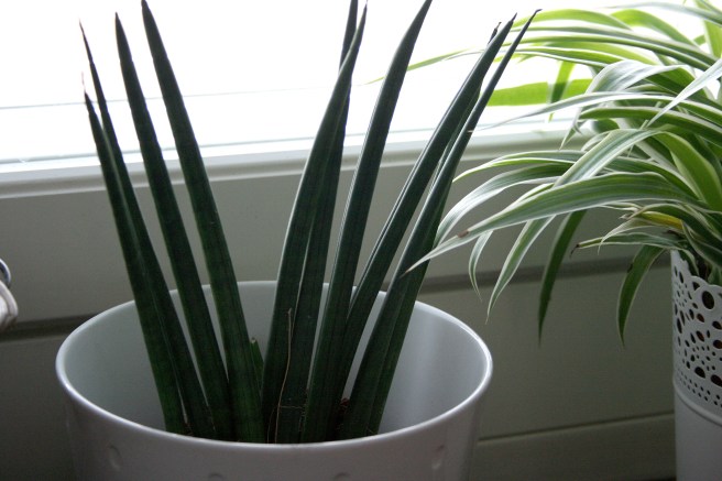 Den nya växten jag köpte, eller egentligen tog jag två stycken.