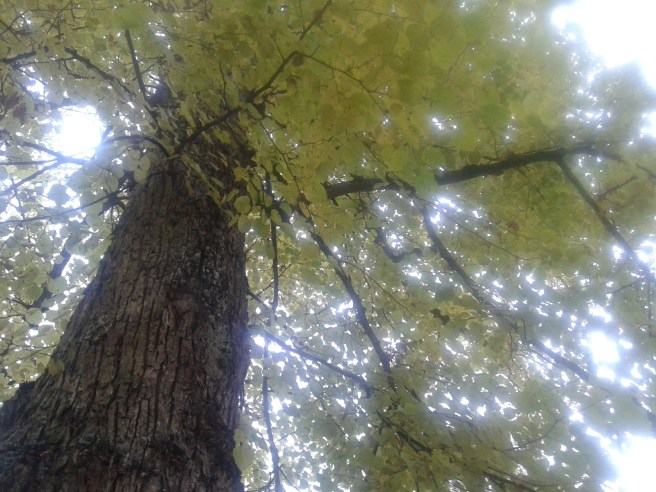 Perspektiv på tillvaron.