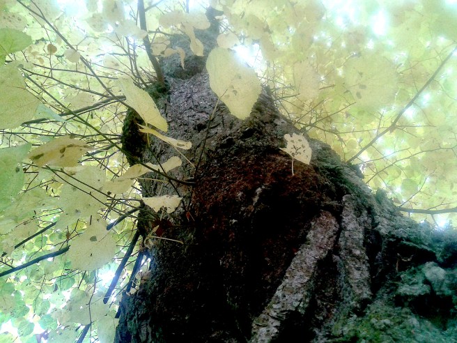 Kom på att jag har Photoshop i nya datorn och ville leka lite med färgerna :-)