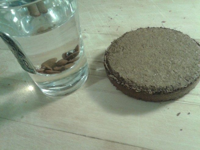 Projektet med den speciella växten startar.