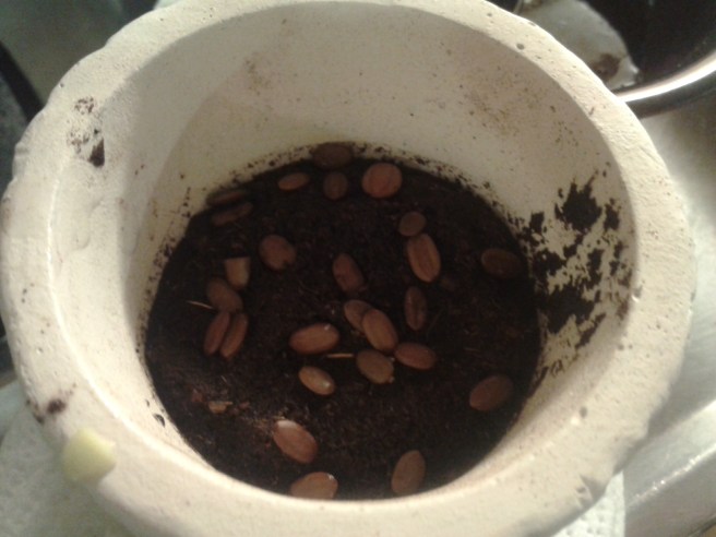 Bild 2. Frö i jord.