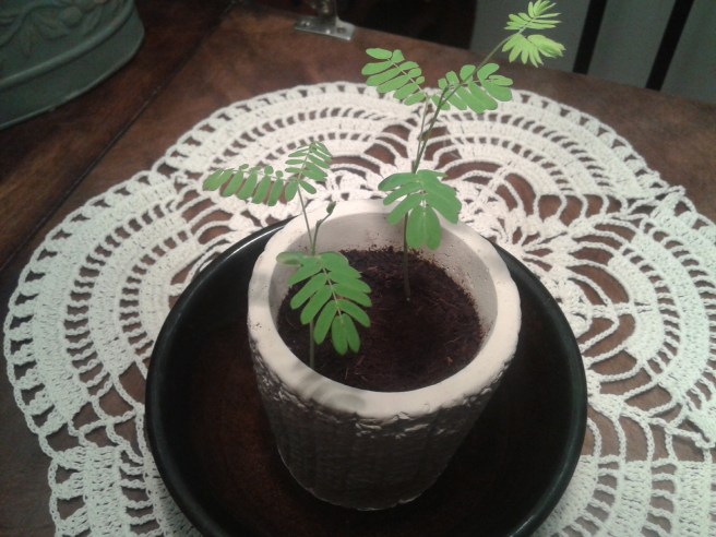 Flera centimeter har växten vuxit. Undrar om det alls kommer fler en de här två upp?