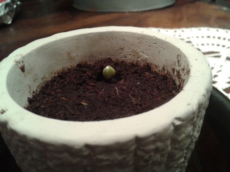 Något litet och grönt håller på att ta sig upp ur kokosmullen.