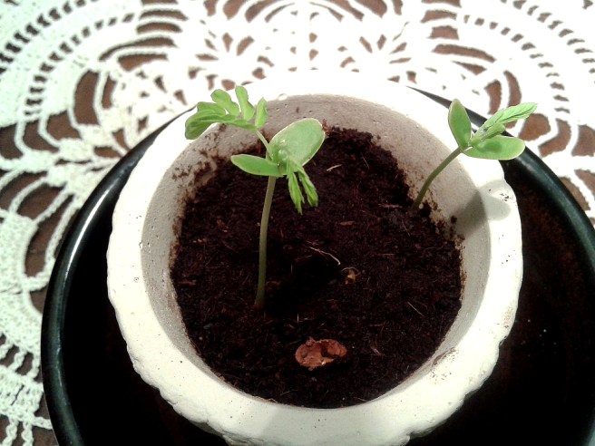 Fotograferat torsdag 13 november.