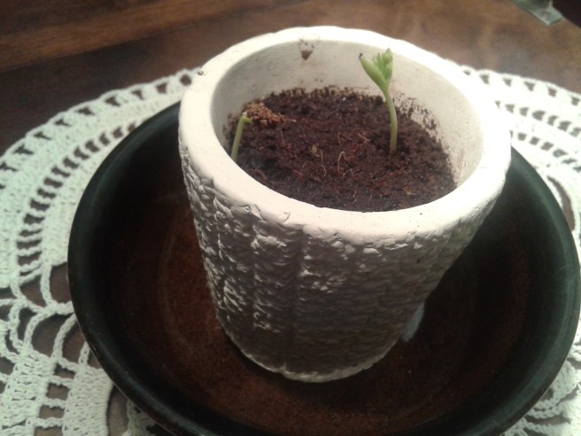 Nu har två skott kommit upp.