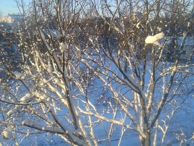 Ett snöklätt träd utanför mitt fönster.