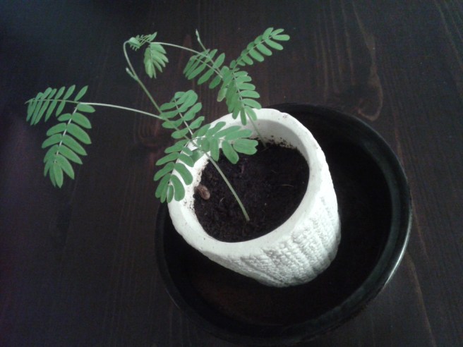 Växten är cirka tio centimeter hög.