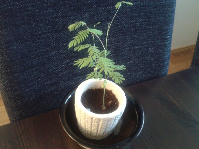 Växten är i dag sexton centimeter hög.