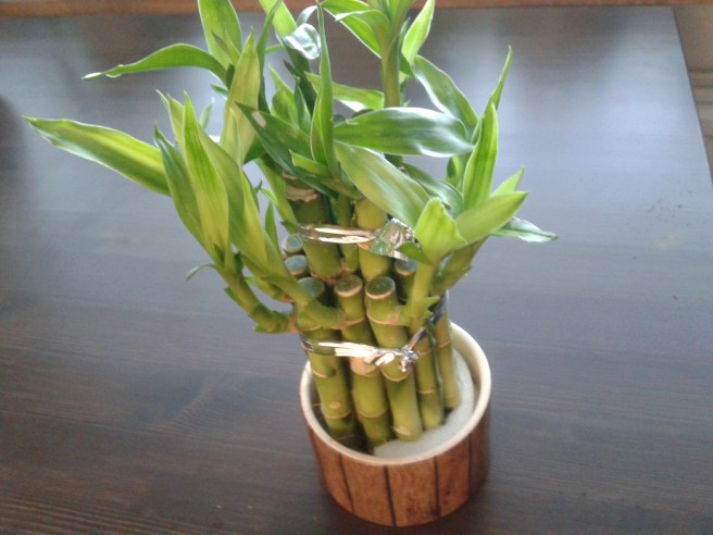 Bambu som för lycka med sig?