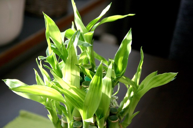 Solen lyser så vackert upp bambuväxten som jag köpte i lördags.