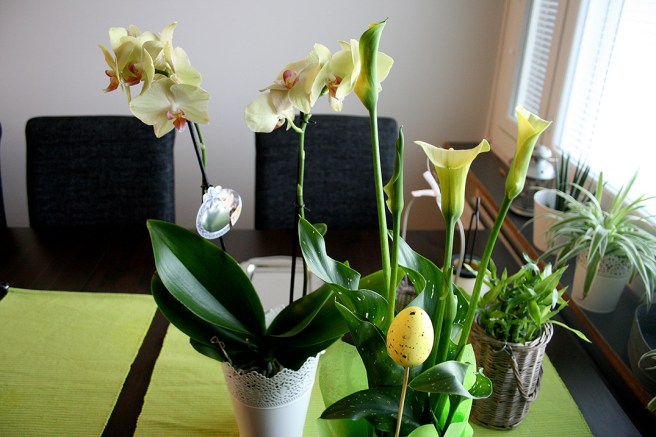 Orkidén jag köpte inför Yle:s besök fick nu en kompis i fredskallan.