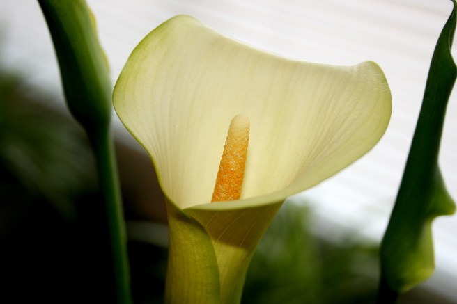 Skir och vacker är den.