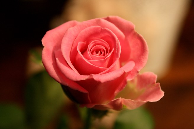 Loviisan Suurkirppis delade ut rosor åt alla kvinnliga kunder i dag.