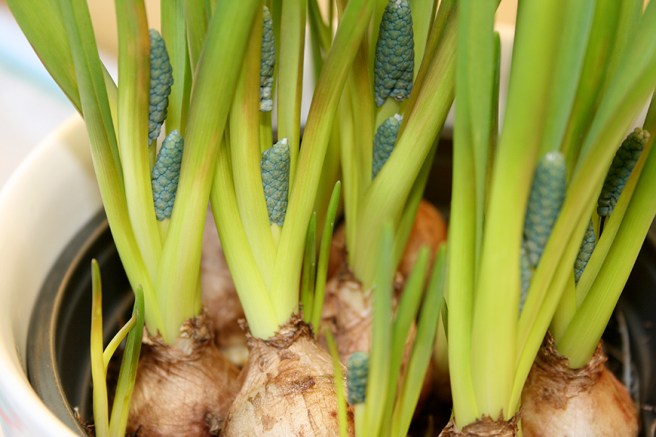 Pärlhyacinterna gör sig redo för att komma fram.