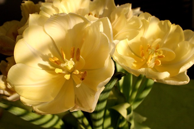 Tulpanerna håller på att blomma ut men är vackra ändå.