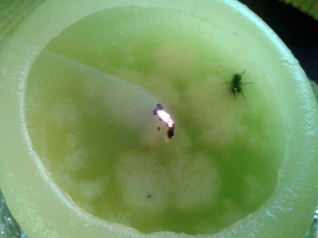 Hur har flugan hamnat här?