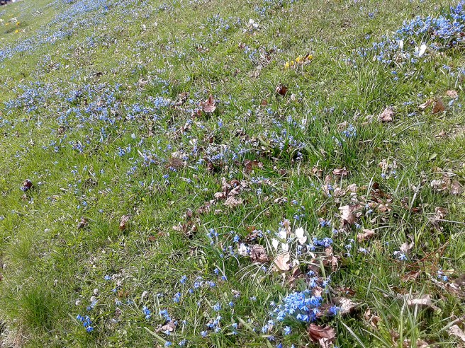 Vårens blommor och lite fjolårsskräp.