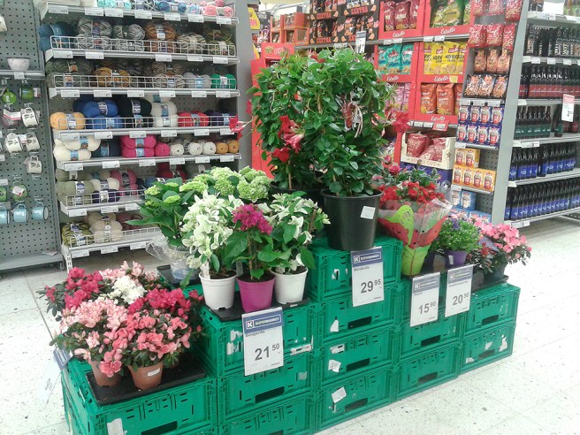 Från den här hyllan i K-Supermarket hade jag velat köpa alla blommor!