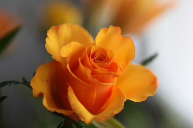 Ha en skön Eurovisionsafton allesammans!