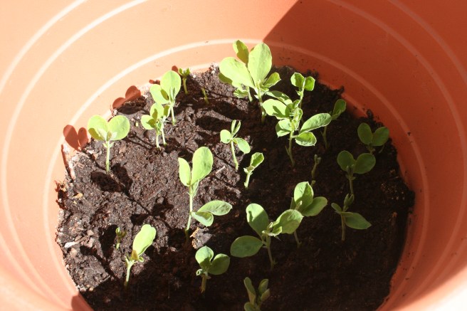 På balkongen ska det också bli luktärter i sommar. Trots kall början på våren har växten fått en viss fart!