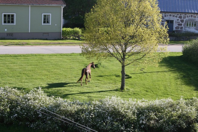 Tidigare i kväll - häst på rymmen från travbanans stall? Lär ska ha hittat hem igen rätt fort.