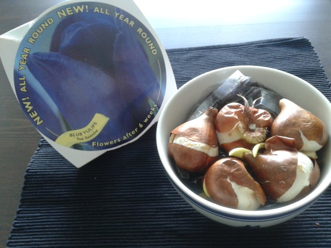 De här lökarna ska få mull över sig och inom kort ska jag ha blå tulpaner på balkongen :-)