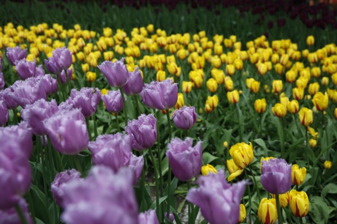 Tulpaner i alla former och färger.